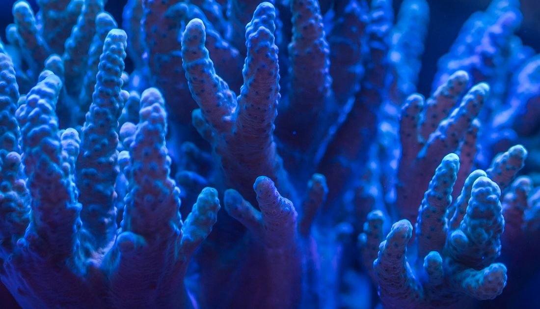 Representative photo of aquarium coral