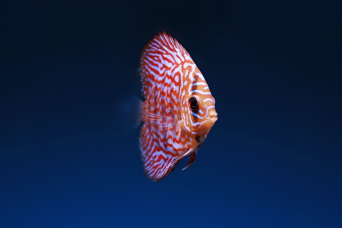 Representative photo of a red discus aquarium fish