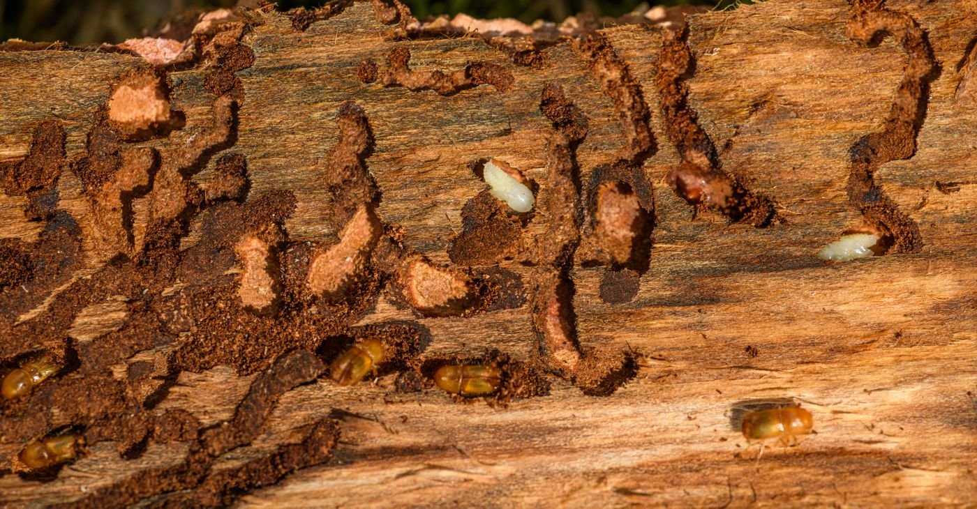 Representative close-up of wood-destroying insects and the damage they cause to timber
