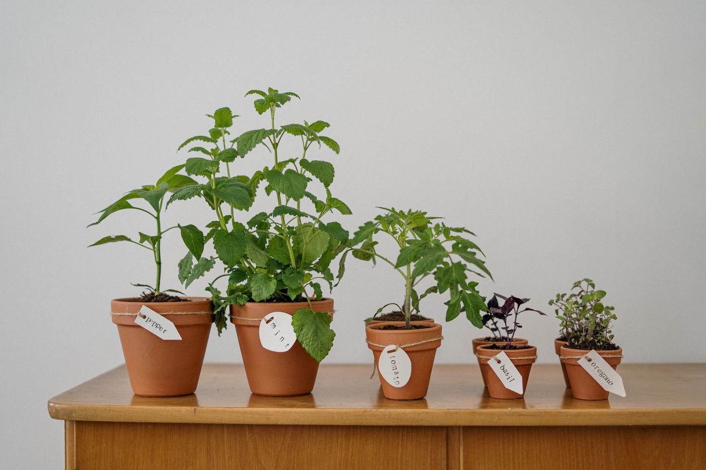 Representative photo of labeled herb seedlings in terracotta pots