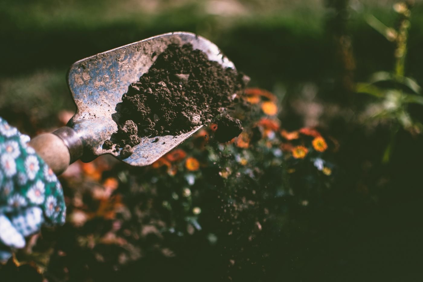 Representative photo of dark garden soil on a hand trowel