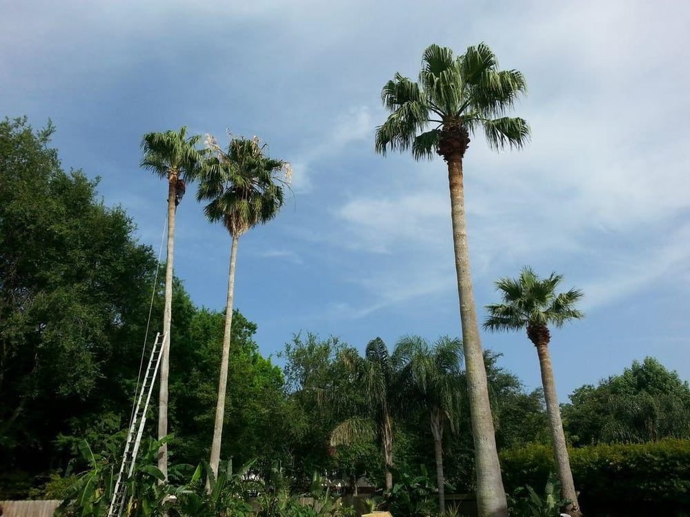 Cleanly trimmed tall palms against a blue Houston sky