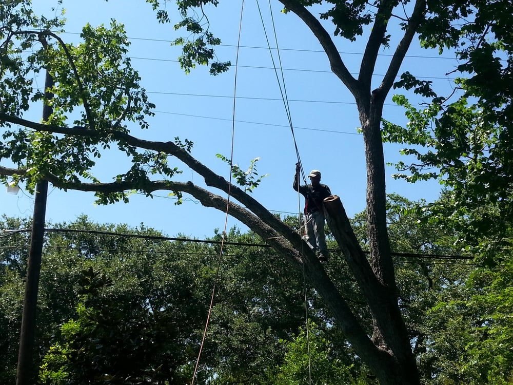 Texans Tree Service climber roped into a large oak, trimming limbs over a Houston yard