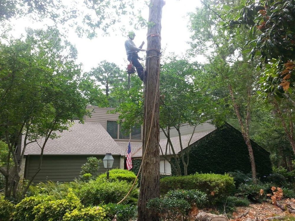 Texans Tree Service climber high up a tall pine, working it down over a Houston home